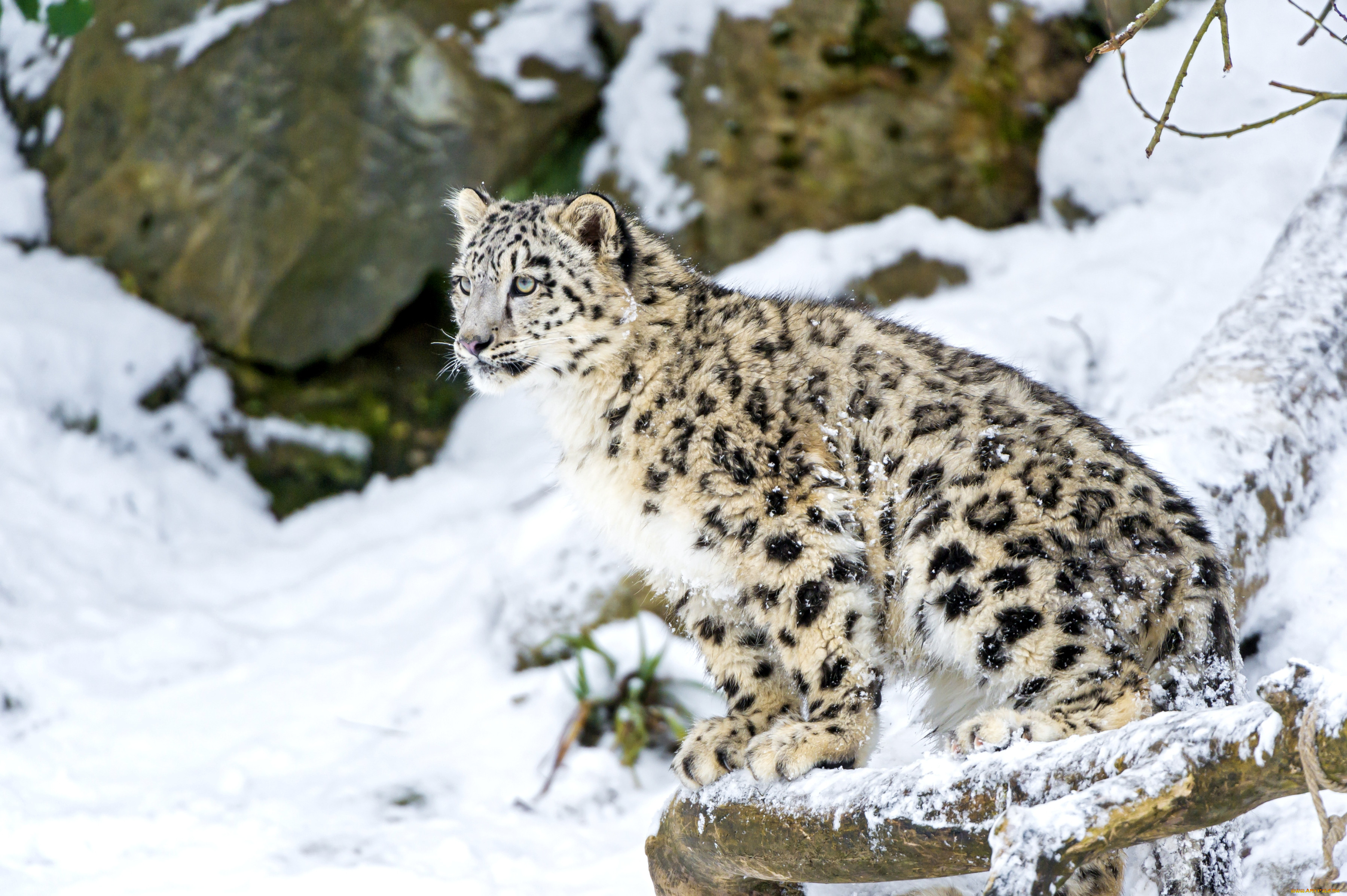 Барс котлас. - Снежный Барс (Panthera uncia. Снежный Барс (Ирбис, снежный леопард). Снежный Барс Домбай. Снежный Барс Ирбис фото.